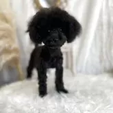 ティーカッププードル【愛媛県・女の子・2024年12月21日・ブラック】の写真6