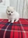 ポメラニアン【愛媛県・男の子・2025年9月23日・クリーム】の写真7
