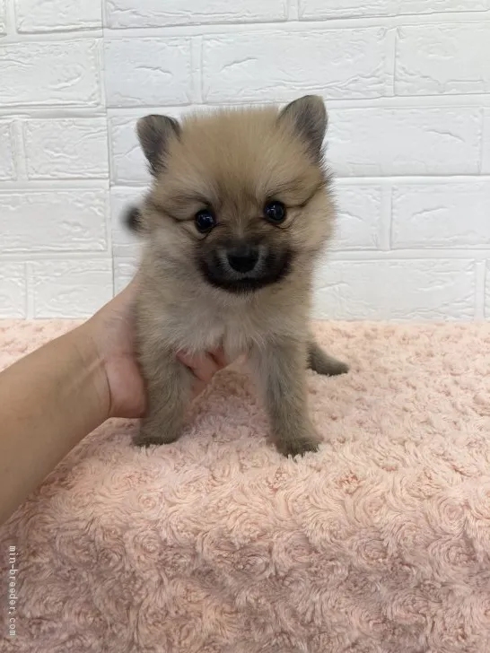 ID：2105-02397の子犬