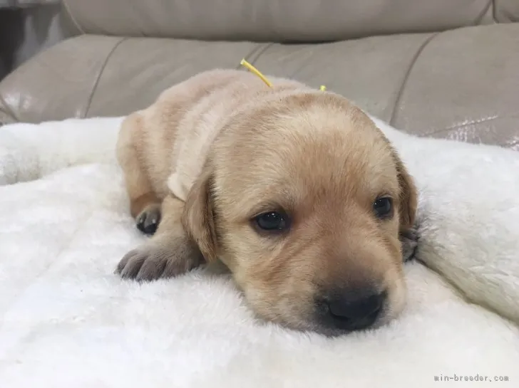 ID：1704-00850の子犬