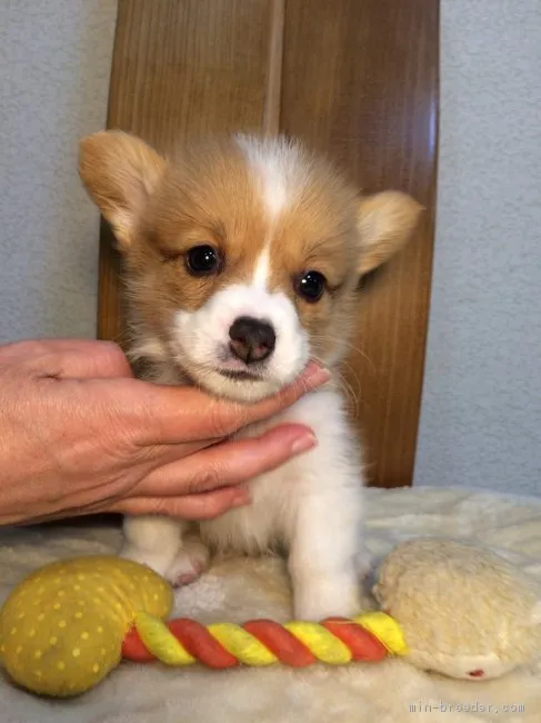 ID：1602-01332の子犬