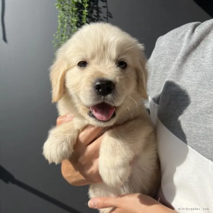 ID:2305-02815の子犬