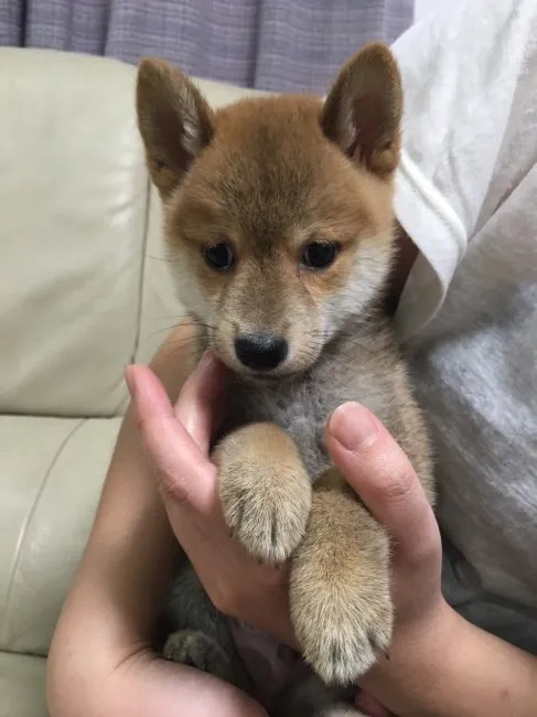 ID:1608-01396の子犬