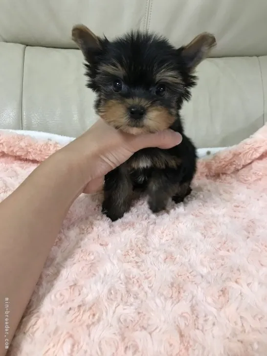 てんてんママ 様のお迎えした子犬