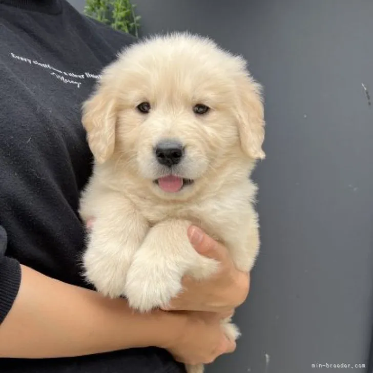 つかさ 様のお迎えした子犬