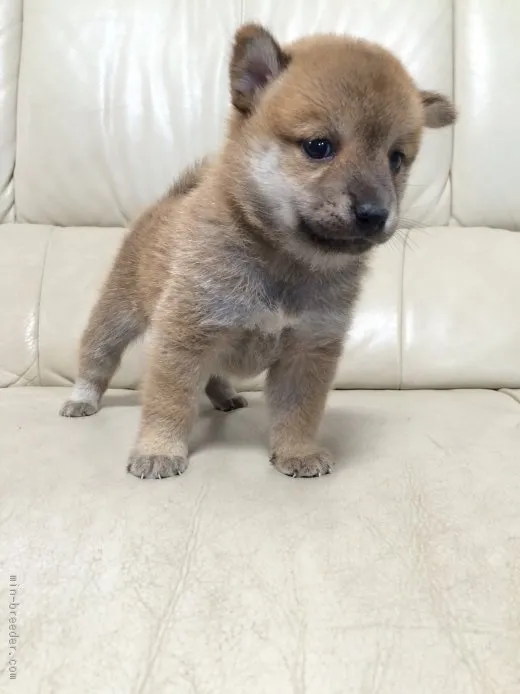 ナナママ 様のお迎えした子犬