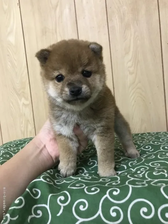 ID:1903-02192の子犬