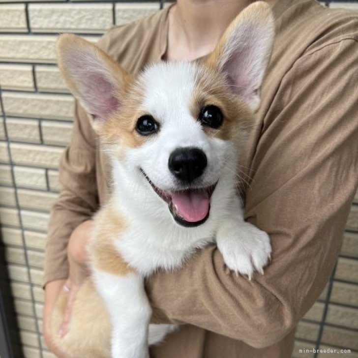 藤沢🐾 on X: 