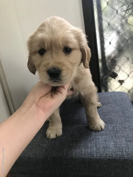 マロン 様のお迎えした子犬