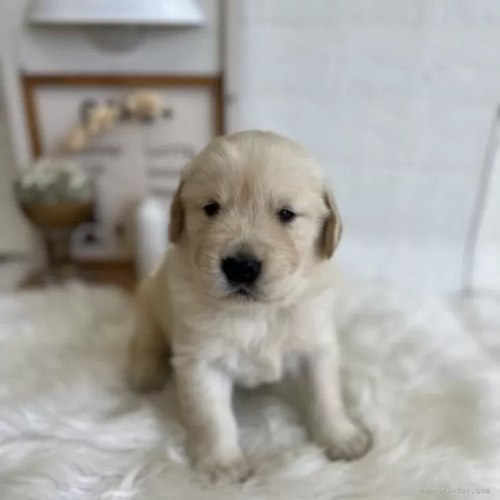 ゴールデンレトリバー【愛媛県・男の子・2023年11月10日・ゴールド】の写真1