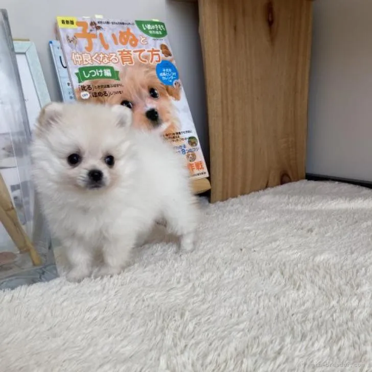 u 様のお迎えした子犬