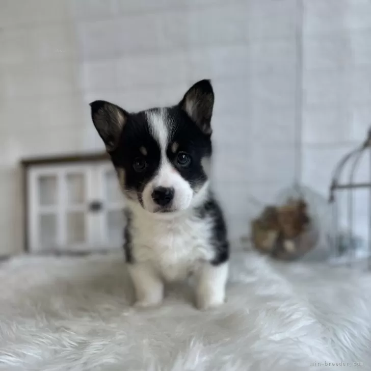 ID：2401-02626の子犬