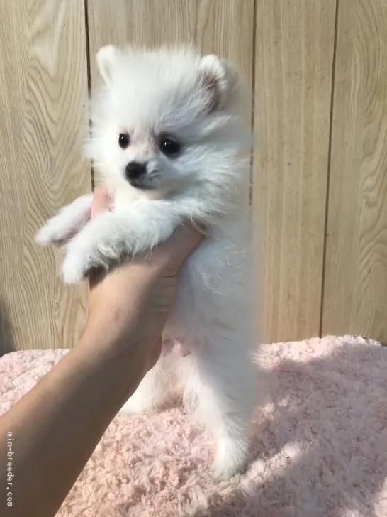 ID：1811-01468の子犬