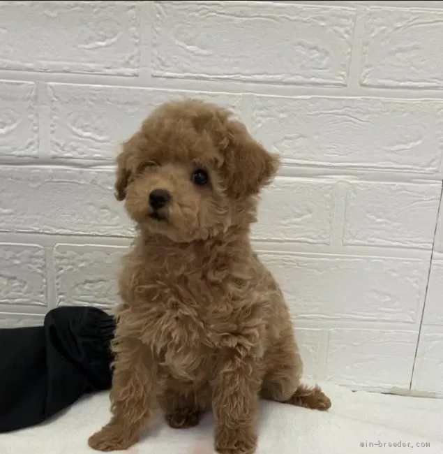 M 様のお迎えした子犬