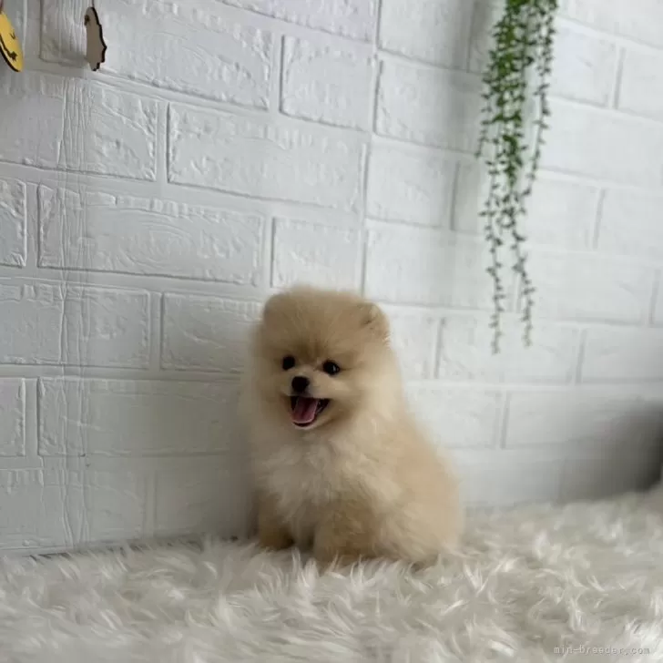 K.S 様のお迎えした子犬