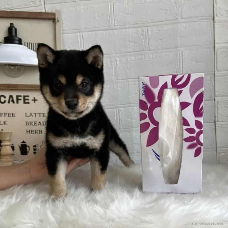 かおるん 様のお迎えした子犬