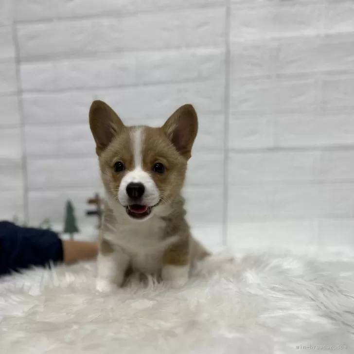 ロフ 様のお迎えした子犬