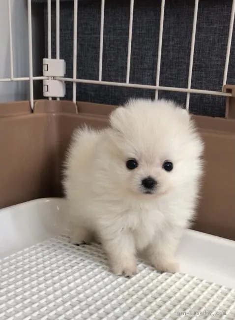 ID:2012-00406の子犬