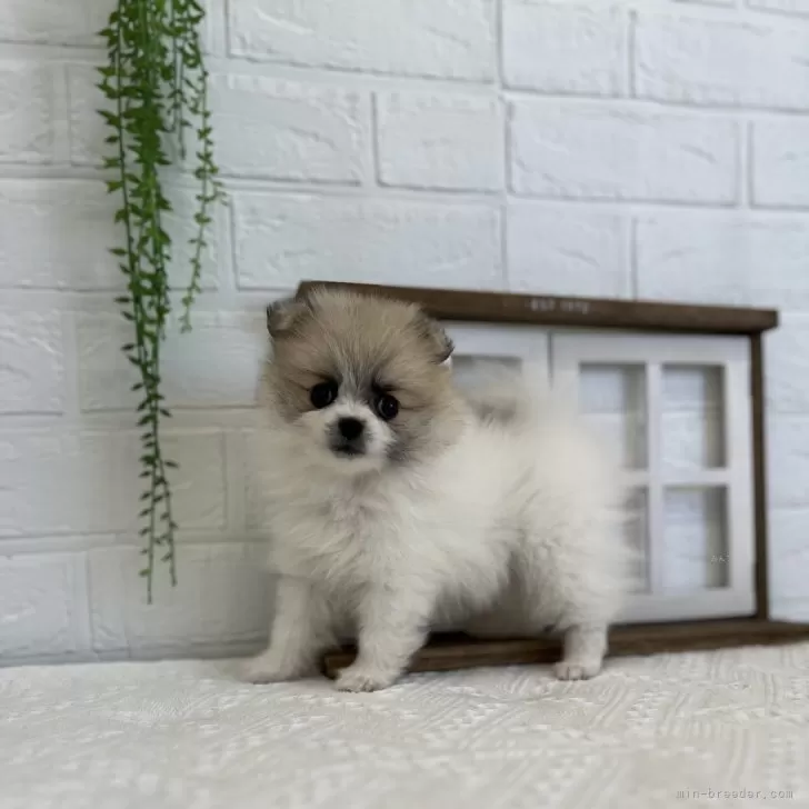 ID:2407-02778の子犬