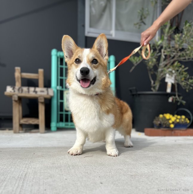 ウェルシュ・コーギー・ペンブローク【・男の子・2024年5月25日・レッド&amp;ホワイト】