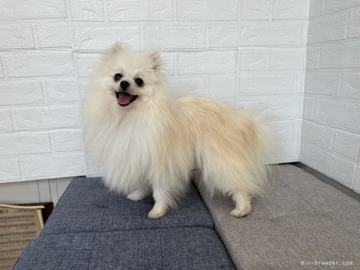 ポメラニアン【・男の子・2023年5月2日・ホワイト】