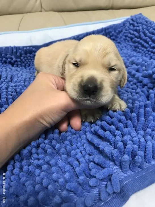 翔くんママ 様のお迎えした子犬