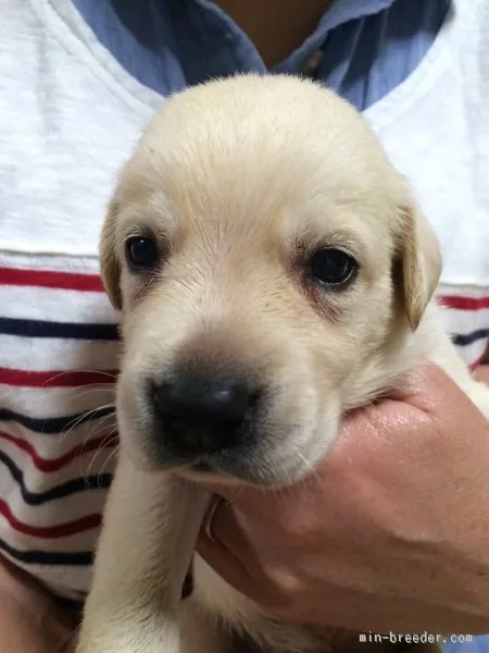 こむぎのお父さん 様のお迎えした子犬