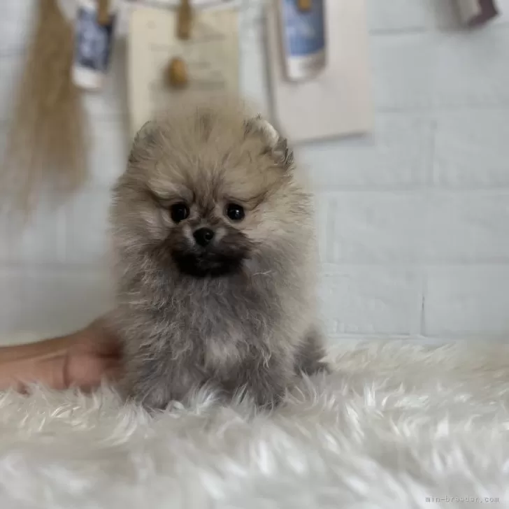 ID:2409-00295の子犬