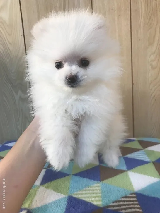 ID:1812-00107の子犬