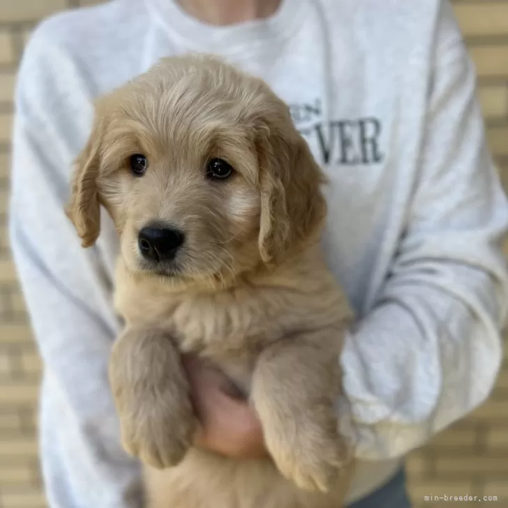 ID:2312-04172の子犬