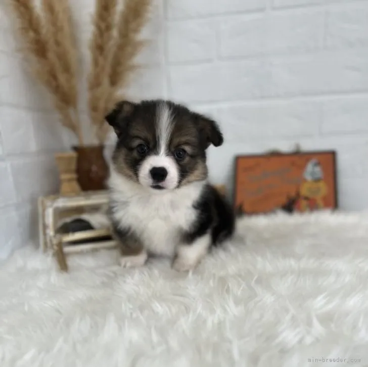 ウ 様のお迎えした子犬