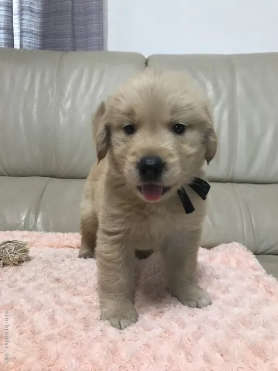 ID:1806-02426の子犬
