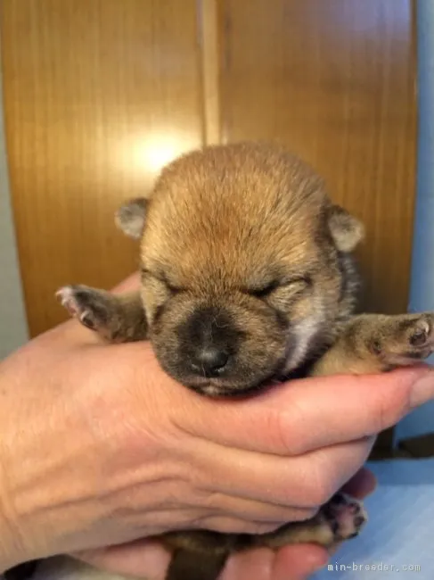 ハム 様のお迎えした子犬