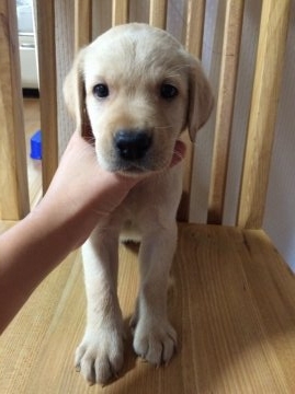 ラブラドールレトリバー【愛媛県・男の子・2015年8月18日・イエロー】の写真「パパは優秀なイケメン警察犬‼︎」