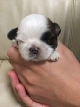 シーズー【愛媛県・女の子・2015年7月22日・ホワイト&ゴールド】の写真「大幅値下げ‼︎小さめな女の子です」