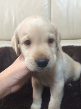 ラブラドールレトリバー【愛媛県・男の子・2015年8月18日・イエロー】の写真「パパは優秀なイケメン警察犬‼︎」