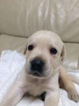 ラブラドールレトリバー【愛媛県・男の子・2015年8月18日・イエロー】の写真「パパは優秀なイケメン警察犬‼︎」