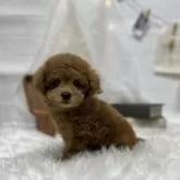 タイニープードル【愛媛県・男の子・2023年10月27日・アプリコット】の写真1