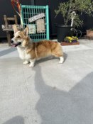 ウェルシュ・コーギー・ペンブローク【・男の子・2024年5月25日・レッド&ホワイト】