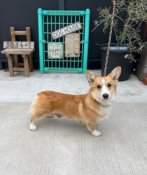 ウェルシュ・コーギー・ペンブローク【・女の子・2024年2月22日・レッド&ホワイト】