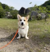 ウェルシュ・コーギー・ペンブローク【・男の子・2024年5月15日・レッド&ホワイト】