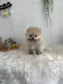 ポメラニアン【愛媛県・男の子・2024年8月12日・クリームセーブル】の写真4