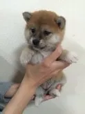 柴犬(標準サイズ)【愛媛県・女の子・2016年3月13日・赤】の写真5