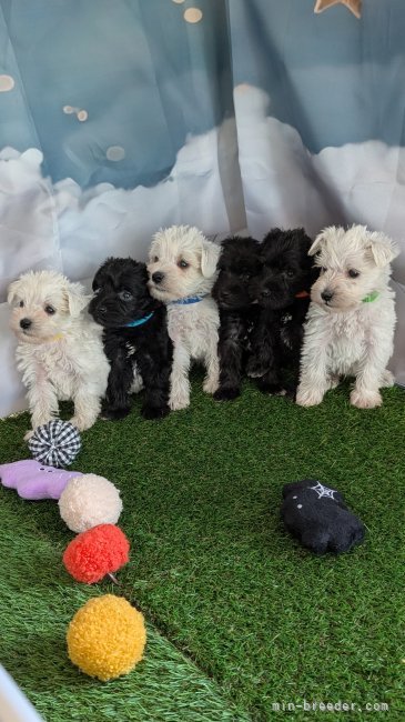 堀栄子ブリーダー