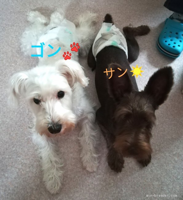 堀栄子ブリーダーのブログ：白シュナのゴンとレバーシュナのサン