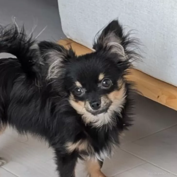 ミックス(チワワ×ミックス)【北海道・男の子・2025年6月7日・ブラック】の写真1「モフモフの毛になってきたオレンジ君🧡兄弟の中で一番の元気印‼️」