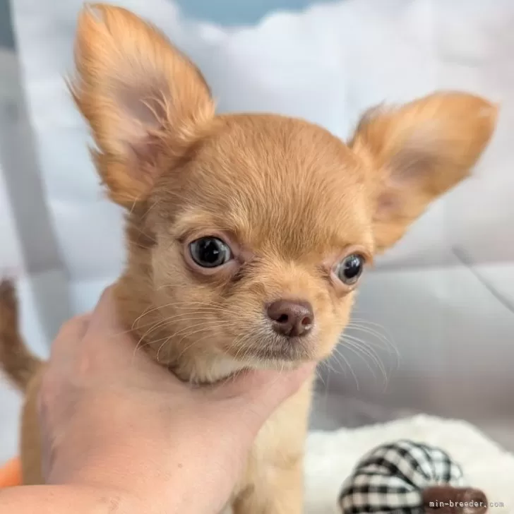 チワワ(ロング)【北海道・女の子・2025年7月31日・レッド】の写真1「ママ似の大人しめで賢い子🖤」