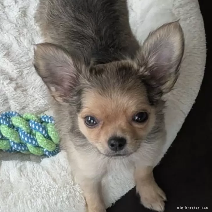 チワワ(ロング)【北海道・男の子・2025年7月31日・フォーン】の写真1「とっても可愛いチワワ！」