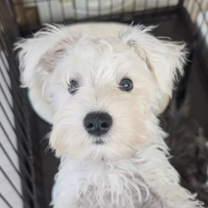 ID:2503-06422の子犬