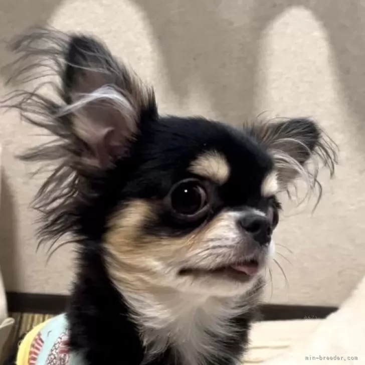 ID：2407-01512の子犬